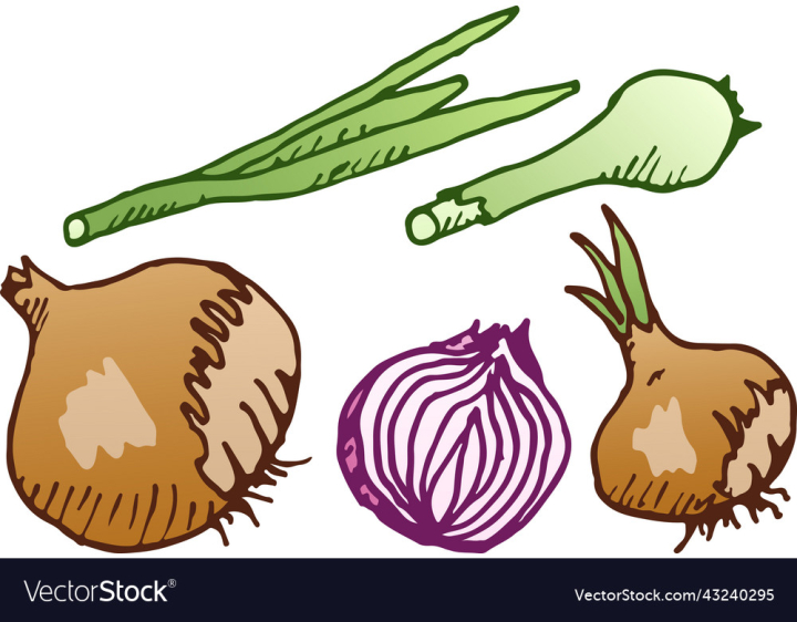 vectorstock,Green,Onion,Set,Food,Illustration,Outline,Plant,Natural,Agriculture,Organic,Bulb,Cooking,Farm,Vegetable,Harvest,Isolated,Healthy,Nutrition,Ingredient,Vitamin,Vegetarian,Herb,Ripe,Root,Raw,Spice,Vegan,Vector,Art,Silhouette,Purple,Yellow,Cut,Round,Logotype,Half,Gardening,Collection,Piece,Freshness,Kitchen,Salad,Slice,Peel,Vitality,Eating,Lifestyle,No,People,Health