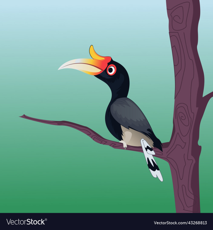 vectorstock,Hornbill,Bird,Forest,Rainforest,Jungle
