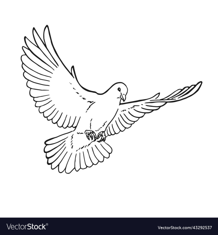 vectorstock,Line,Dove,Drawn,Outline,Hand,Isolated,Art,Design,Bird,Love,Black,Drawing,Nature,Animal,Peace,Draw,Doodle,Wing,Element,Symbol,Flight,Pigeon,Vector,Illustration,Sketch,Ink,Sign,Silhouette,Freedom,Flying,Cute,Religious,Spirit,Tattoo,Hope,Wildlife,Holy,Free,Purity,Graphic,Image