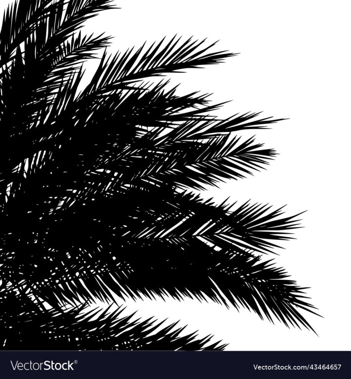 vectorstock,Silhouette,Palm,Tree,Tropical,Top,Pattern,Drawing,Summer,Nature,Plant,Branch,Leaf,Natural,Abstract,Exotic,Coconut,Foliage,Hawaii,Tropic,Summertime,Illustration,Forest,Background,Design,Jungle,Floral,Line,Hand,Flora,Paradise,Wood,Trunk,Graphic,Vector