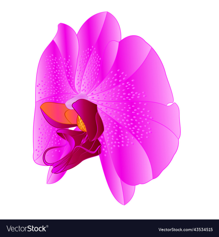 vectorstock,Orchid,Lila,Flower,Phalaenopsis,White,Background,Vintage,Natural,Watercolor,Vector,Blossom,Floral,Nature,Plant,Tropical,Beauty,Bloom,Isolated,Beautiful,Editable,Illustration,Hand,Draw,Retro,Petal,Spring,Fresh,Flora,Decor,Single,Botany,Closeup