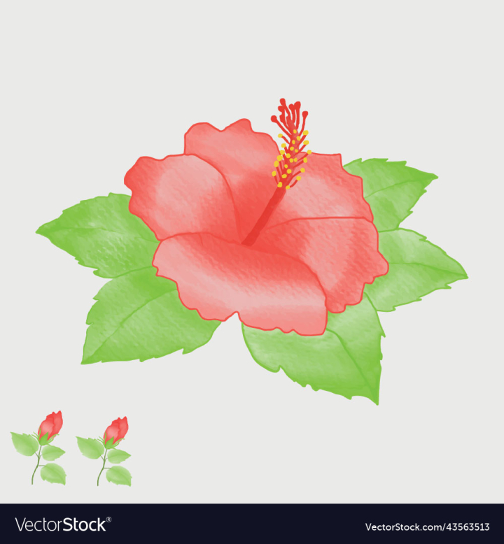 vectorstock,Flower,Rose,Color,Floral,Background,Drawing,Petal,Blossom,Vintage,Green,Romantic,Elegant,Isolated,Painting,Watercolor,Illustration,Art,White,Red,Leaves,Stem,Beauty,Bud,Valentine,Texture,Beautiful,Single,Botanical,Colour,Fragrance