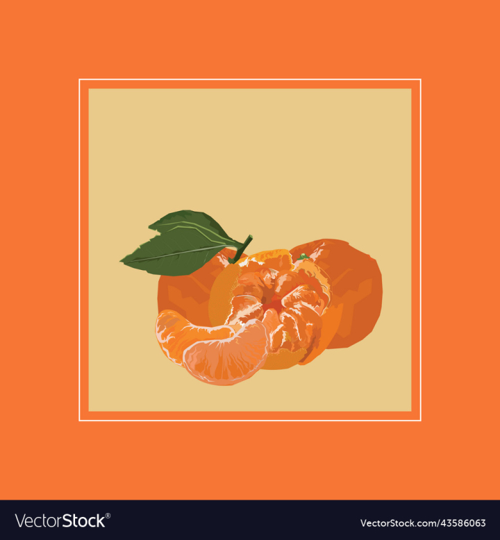vectorstock,Fruit,Mandarin,Tropical,Orange,Food,Illustration,Design,Fresh