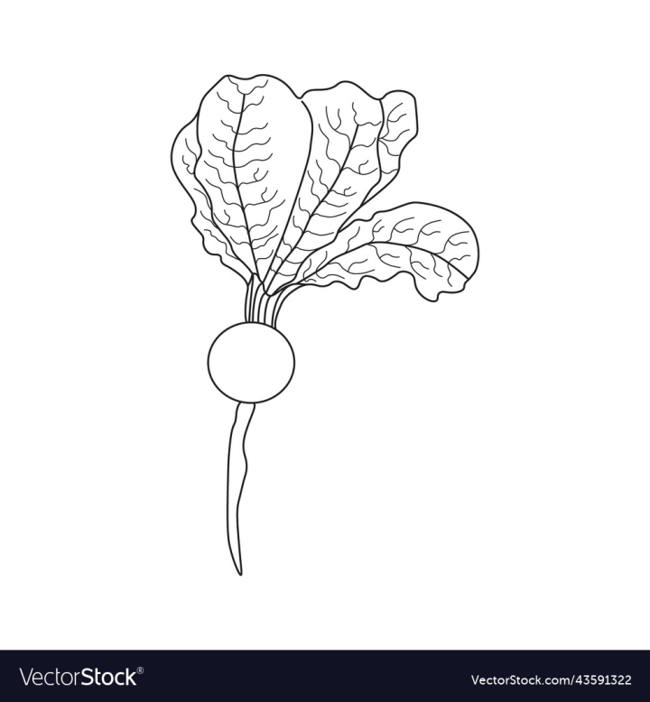 vectorstock,Turnip,Design,Food,Agriculture,Green,Fruit,Farm,Vegetable,Element,Holiday,Health,Heart,Environment,Concept,Healthy,Eating,Diet,Vegetables,Ecology,Eco,Illustration,Coloring,Book,Colouring,Nature,World,Natural,Organic,Vitamin,Salad,Vegetarian,Tomato,Vegan,Veggie,Vector,Diabetes,Day