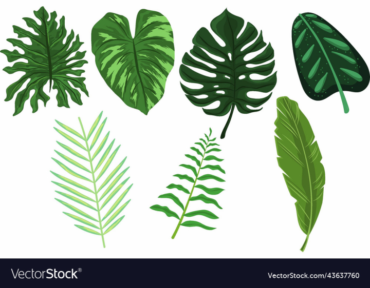 vectorstock,Leaves,Tropical,Leaf,Green,Design