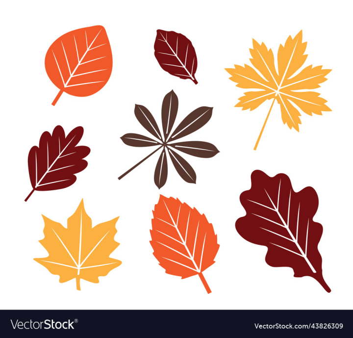 vectorstock,Leaves,Fall,Leaf,Background,Autumn,Set,Vector,Illustration,Forest,White,Red,Design,Icon,Nature,Plant,Color,Natural,Orange,Bright,Brown,Yellow,Isolated,Maple,October,Tree,Floral,Season,Flat,Flora,Abstract,Element,Foliage,Collection,Dry,Oak,Botany,September,Seasonal,Golden,Closeup,Birch