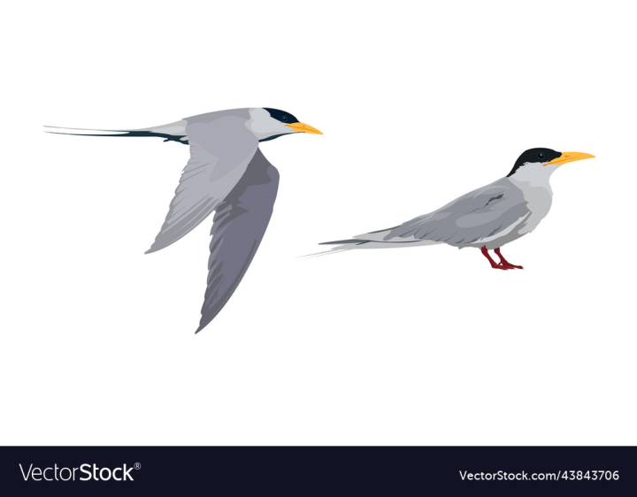 vectorstock,Bird,Birds,Wildlife,White,Nature,Wild,Sea,Seagull,Beak,Puffin,Water,Black,Blue,Feather,Sky,Wing,Gull,Flying,Isolated,Feathers,Vector
