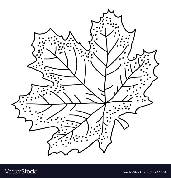 vectorstock,Leaf,Maple,Design,Element,Logo,Forest,Drawing,Icon,Fall,Branch,Line,Flora,Abstract,Autumn,Foliage,Isolated,Environment,Beautiful,Botany,Botanical,Ecology,Eco,Ecological,Monochrome,Graphic,Vector,Illustration,Art,Park,Leaves,Protection,Tree,White,Sketch,Summer,Outline,Nature,Plant,Spring,Silhouette,Simple,Natural,Season,Shape,Wood,Symbol,Single,September,Seasonal,Vein