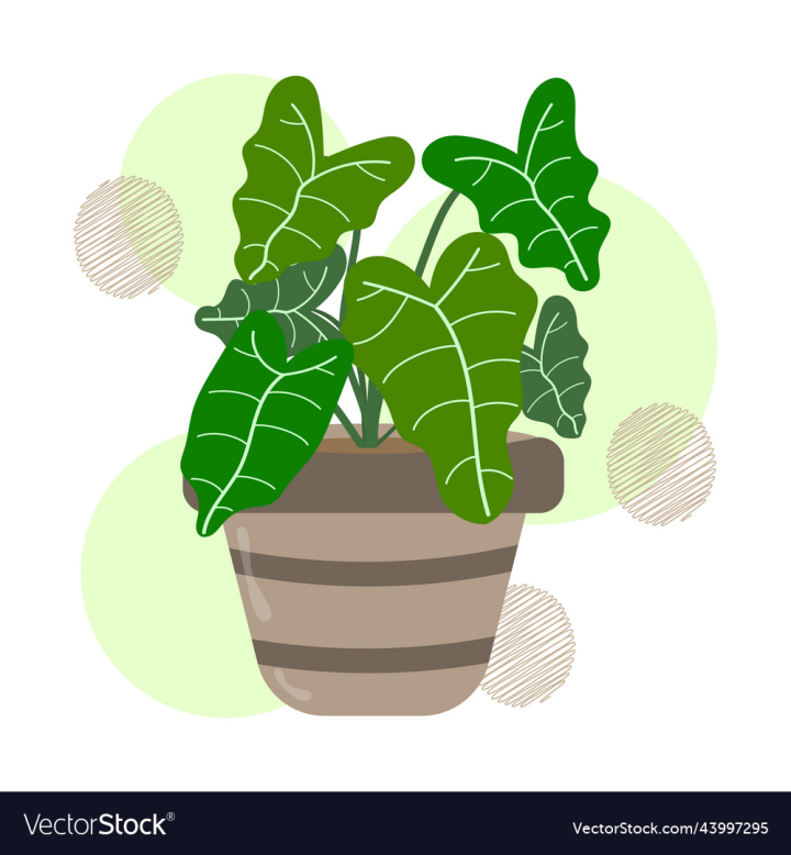 Free: alocasia leaves or elephants ear plant - nohat.cc