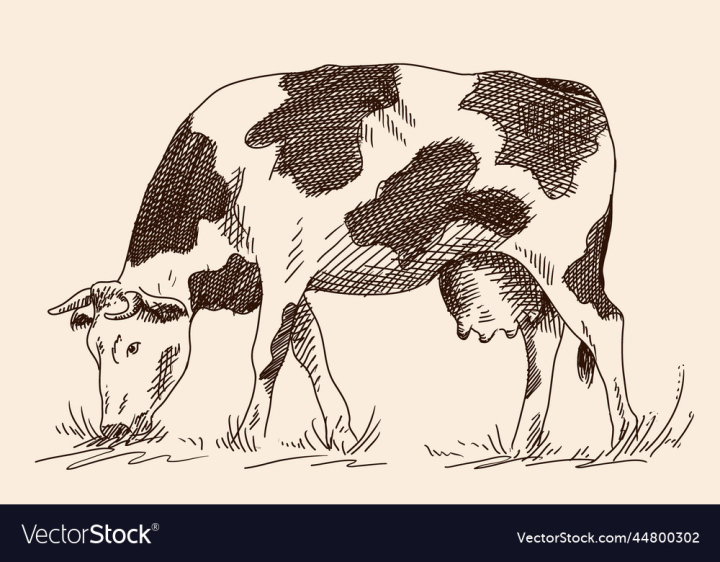 vectorstock,Cow,Pasture,Animal,Sketch,Vintage,Nature,Grass,Natural,Milk,Food,Drink,Field,Beef,Farming,Dairy,Agriculture,Organic,Fresh,Full,Farm,Meadow,Health,Pencil,Cattle,Mammal,Rural,Healthy,Calcium,Beverage,Countryside,Rustic,Farmer,Drawing,Line,Green,Rest,Cheese,Cream,Ranch,Cowboy,Domestic,Shepherd,Lie,Closeup,Hay,Livestock,Draft,Straw,Cottage,Sour