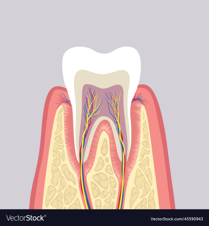 vectorstock,Medical,Anatomy,Dental,Structure,Tooth,Background,Design,Icon,Bright,Biology,Element,Care,Human,Health,Body,Bone,Education,Single,Crown,Healthy,Hygiene,Dentist,Doctor,Anatomical,Closeup,Decayed,Dentistry,Canal,Caries,Enamel,Dent,Illustration,Object,Science,Medicine,Symbol,Mouth,Isolated,Pain,Scientific,Macro,Illness,Root,Pulp,Toothache,Vector