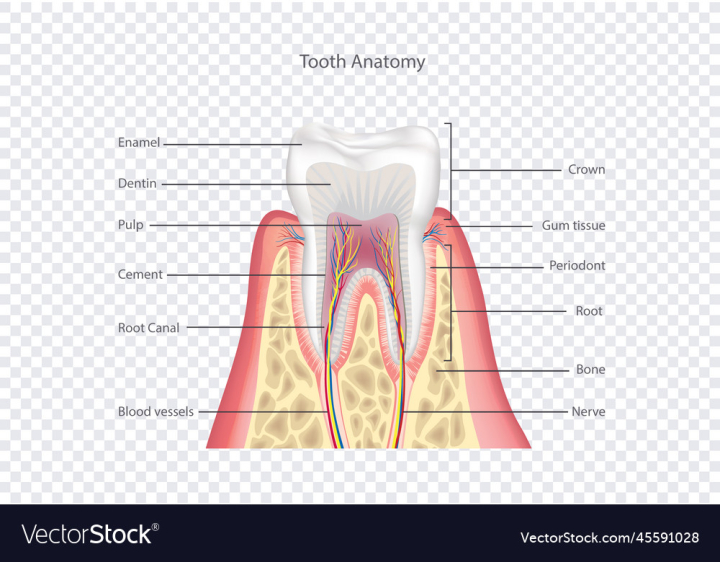 vectorstock,Anatomy,Healthy,Dental,Structure,Tooth,Medical,Illustration,Background,Icon,Object,Bright,Biology,Care,Medicine,Human,Health,Body,Symbol,Mouth,Isolated,Hygiene,Doctor,Illness,Root,Decayed,Dentistry,Caries,Enamel,Dent,Vector,Design,Science,Element,Text,Bone,Education,Pain,Crown,Scientific,Anatomical,Closeup,Macro,Canal,Pulp,Signed,Toothache