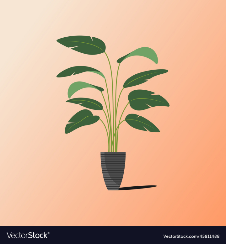 vectorstock,Houseplant,Floral,Decorative,Tree,Forest,White,Background,Design,Jungle,Garden,Leaves,Nature,Plant,Branch,Leaf,Spring,Tropical,Natural,Green,Fresh,Exotic,Foliage,Decoration,Isolated,Freshness,Growth,Botany,Botanical,Monstera,Bush,Pattern,Flower,Summer,Home,Ornamental,Flora,Wild,Palm,Dark,Environment,Texture,Beautiful,Shrub,Flowerpot,Tropic,Greenery,Rainforest,Indoors,Growing,Philodendron
