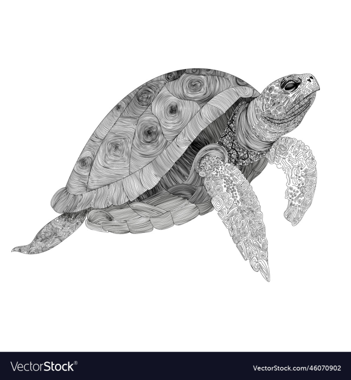 vectorstock,Turtle,Line,Graphics,Sea,Patterns,Unique,Freehand,Marine,Animals,Authors,Work