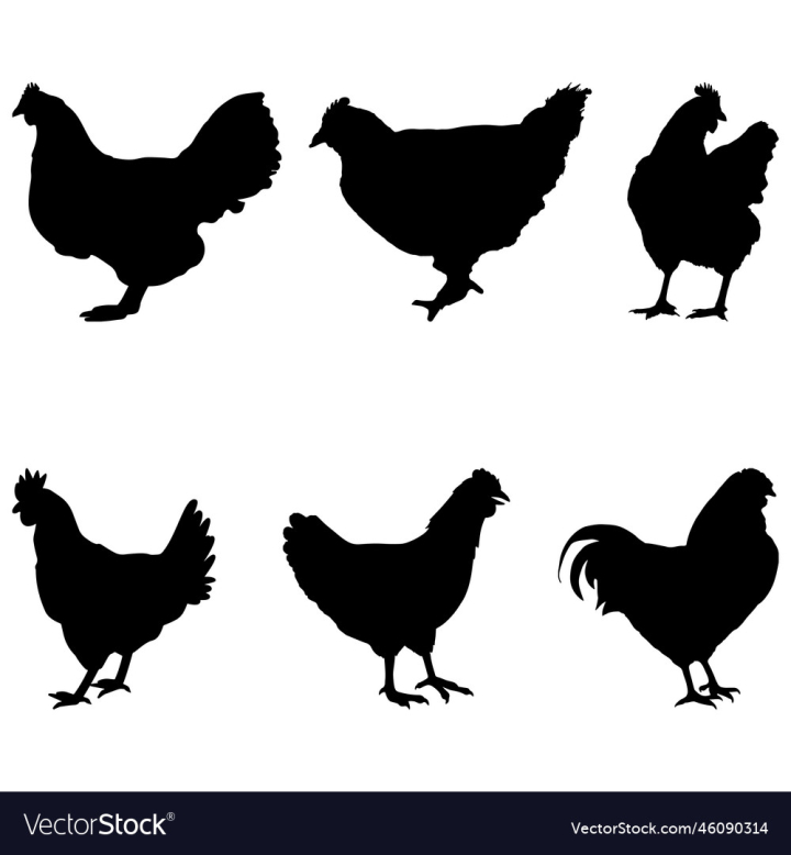 vectorstock,Silhouette,Chicken,Hen,Animal,Black,Background,Garden,Field,Shape,Life,Egg,Farm,Wild,Backyard,Animals,Isolated,Poultry,Vector,Art,Bird,Birds,Icon,Nature,Feeding,Agriculture,Standing,Cattle,Rooster,Lay,Livestock,Illustration