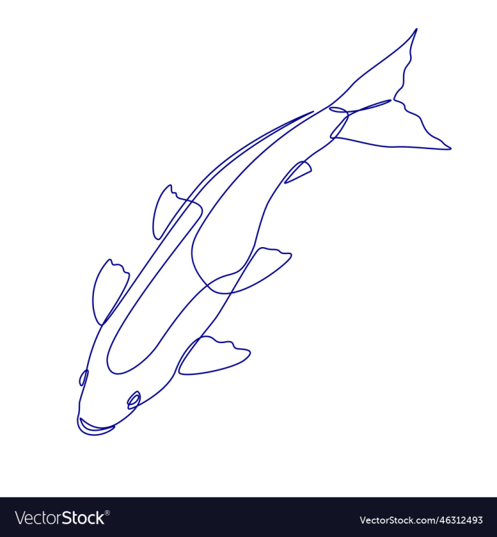 Koi fish drawing Royalty Free Vector Image - VectorStock