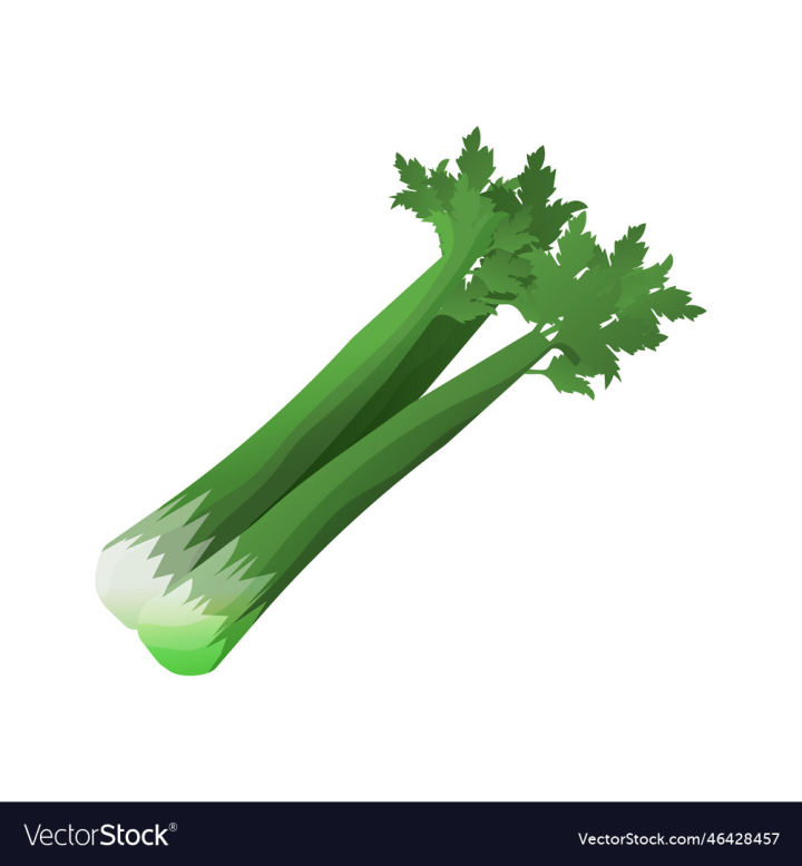 vectorstock,Fresh,Celery,White,Food,Vegetable,Leaf,Green,Isolated,Healthy,Ingredient,Vegetables,Salad,Vegetarian,Herb,Raw,Leaves,Nature,Plant,Natural,Bunch,Organic,Freshness,Parsley,Diet,Lettuce