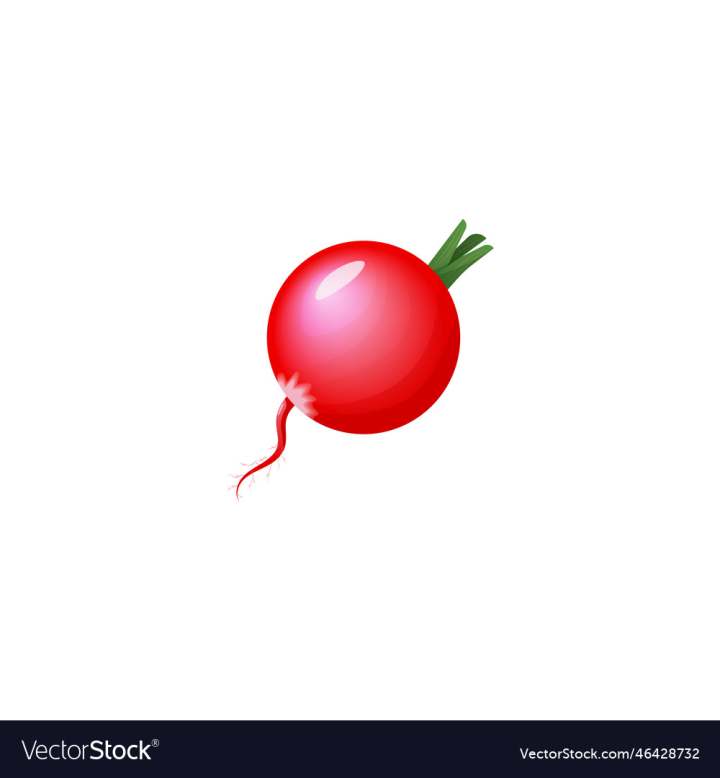 vectorstock,Fresh,Radish,Vegetable,White,Food,Vegetables,Red,Green,Cherry,Fruit,Isolated,Berry,Healthy,Diet,Vegetarian,Ripe,Nature,Plant,Object,Organic,Freshness,Nutrition,Ingredient,Salad,Eco,Close Up,Tomatoes,Ingridients