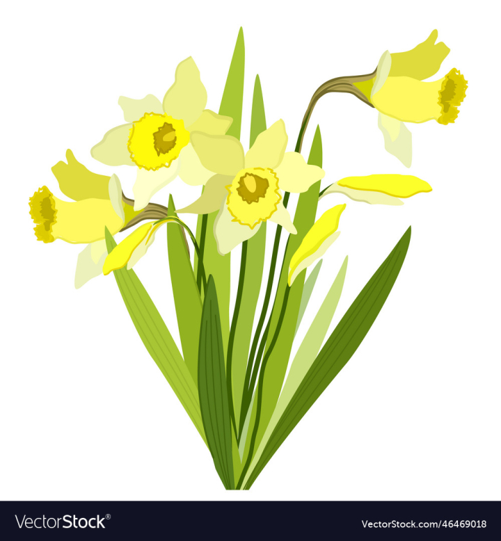vectorstock,Flower,Spring,Yellow,Narcissus,Floral,Season,Vector,White,Drawing,Sketch,Summer,Vintage,Nature,Soft,Decorative,Leaf,Natural,Bunch,Green,Fresh,Bloom,Wild,Meadow,Gift,Romantic,Easter,Botany,Daffodil,Botanical,Macro,Perennial,Wildflower,Daffodils,Illustration,Garden,Leaves,Plant,Park,Grass,Color,Beauty,Wedding,Bright,Holiday,Celebration,Bouquet,Gardening,Colorful,Tulip,Beautiful,Outdoor,Ground,Seasonal,Closeup,Blooming,March,Springtime,Jonquil