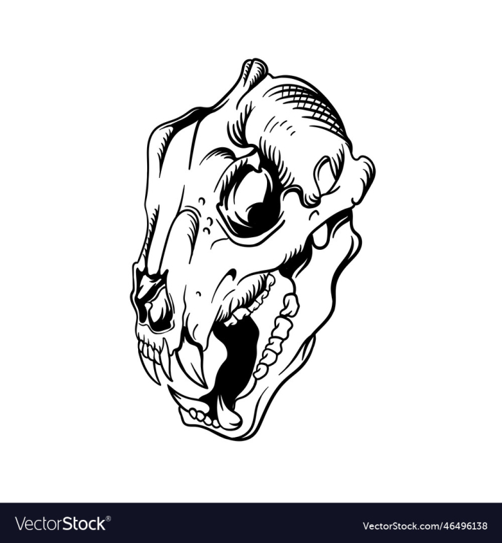 Drawing of a tiger skull head front view colorless skull spla   Arthubai