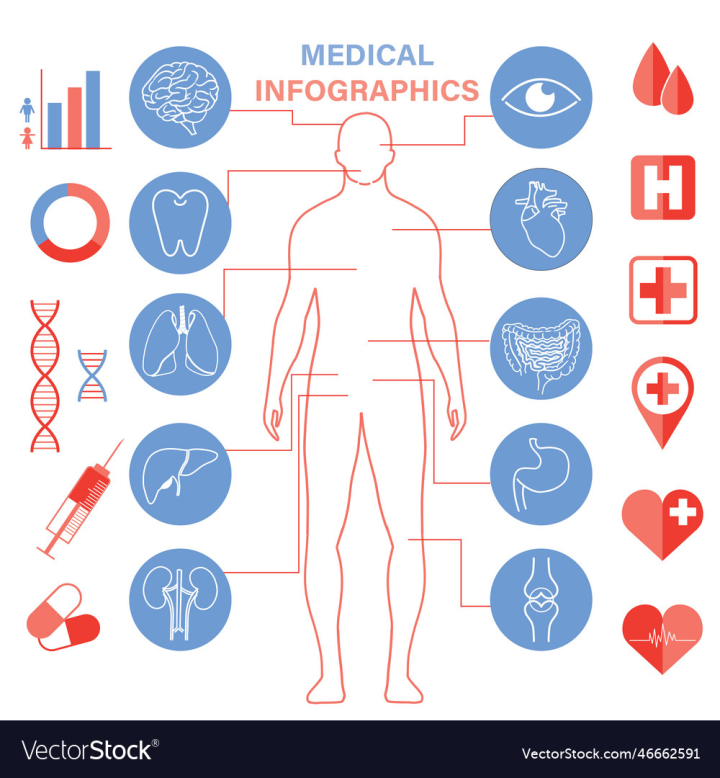 vectorstock,Icon,Human,Set,Organ,Design,Element,Eye,Biology,Care,Brain,Health,Body,Blood,Heart,Medical,Chart,Healthy,Anatomy,Doctor,Internal,Clinic,Graphic,Vector,Illustration,System,Sign,Science,Medicine,Symbol,Syringe,Isolated,Lung,Physiology,Kidney,Liver,Tooth