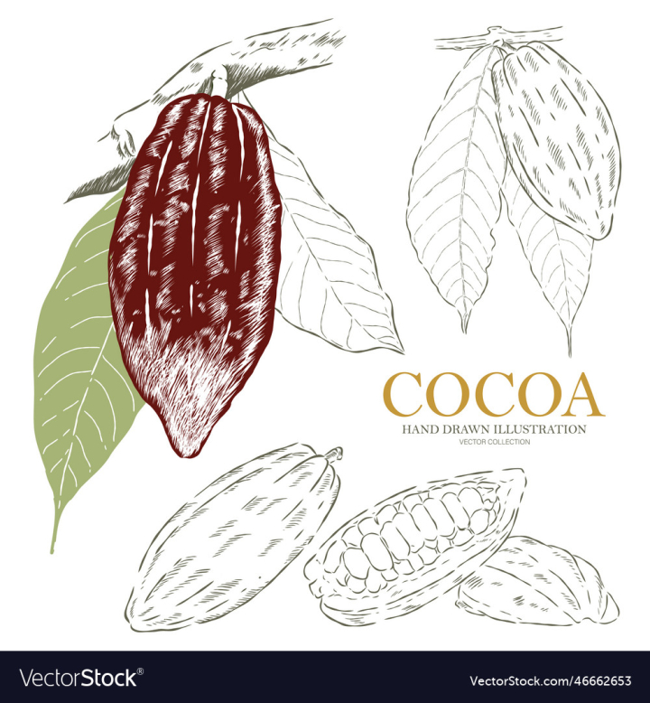 vectorstock,Cocoa,Drawn,Hand,Food,Design,Drawing,Green,Bean,Fruit,Doodle,Health,Chocolate,Ingredient,Cacao,Botanical,Graphic,Vector,Illustration,Art,Retro,Sketch,Vintage,Seed,Nature,Plant,Leaf,Tropical,Natural,Organic,Nut,Peel