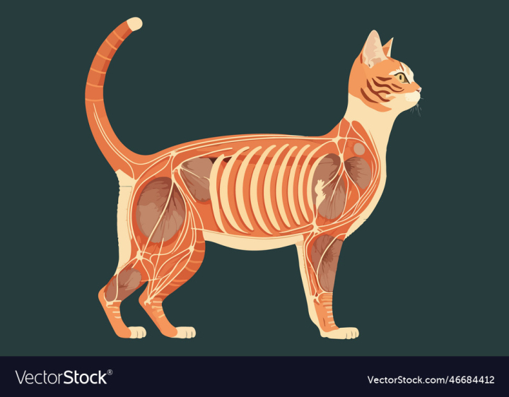 Free: cat anatomy - nohat.cc