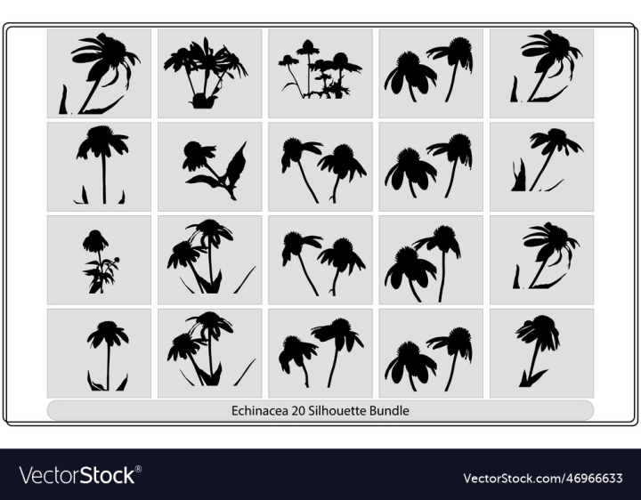 vectorstock,Plant,Silhouette,Black,White,Print,Drawing,Sketch,Flower,Drawn,Blossom,Floral,Outline,Nature,Natural,Fashion,Tea,Doodle,Romantic,Set,Botanical,Monochrome,Wildflower,Echinacea,Vector,Illustration,Art,For,Background,Design,Garden,Summer,Leaf,Stem,Daisy,Line,Organic,Hand,Decoration,Contour,Isolated,Botany,Herbal,Graphic