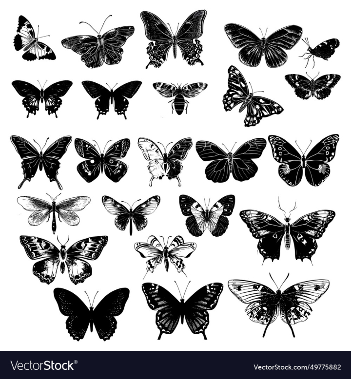 vectorstock,Butterfly,Insect,Garden,Nature,Beauty,Flight,Wings,Delicate,Colorful,Flutter,Elegance,Botanical,Wildlife,Graceful,Pollination,Grace,Transformation,Symbolism,Lepidoptera,Morpho,Natural,Decor,Winged,Creature,Monarch,Entomology,Papillon,Silhouette,Design,Art,Theme,Symbol