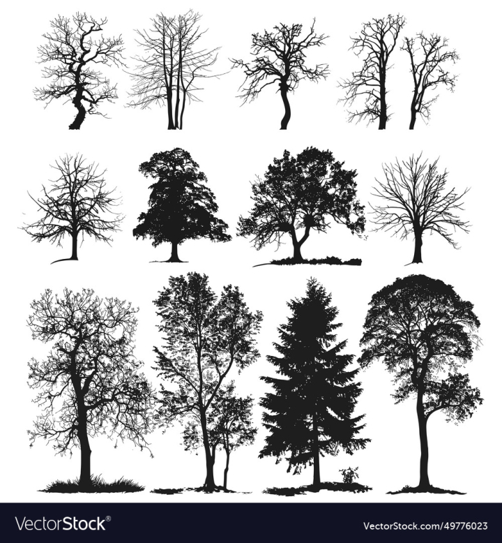 vectorstock,Tree,Trees,Oak,Silhouette,Landscape,Nature,Forest,Black,White,Winter,Plant,Branch,Isolated,Vector,Leaves,Sky,Green,Season,Autumn,Wood,Pine,Branches,Single,Bare,Illustration