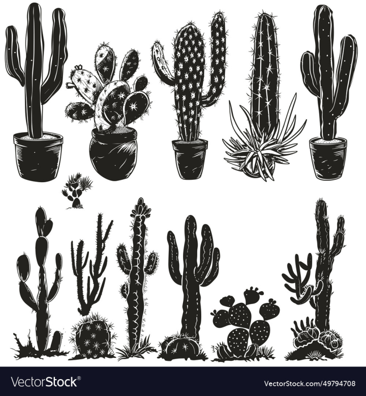 vectorstock,Cactus,Nature,Flower,Flowers,Floral,Plant,Vase,Flora,Pot,Isolated,Botany,Asparagus,Garden,Leaf,Spring,Bunch,Succulent,Bouquet,Decoration,Aloe