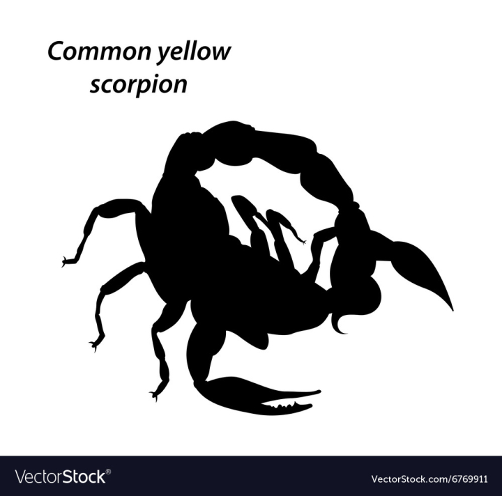 scorpion,animal,common,yellow,tattoo,toxic,wildlife,predator,dangerous,isolated,fauna,black,nature,danger,poison,biology,silhouette,sting,arachnid,insect,venomous,venom,tail,scene,toxin