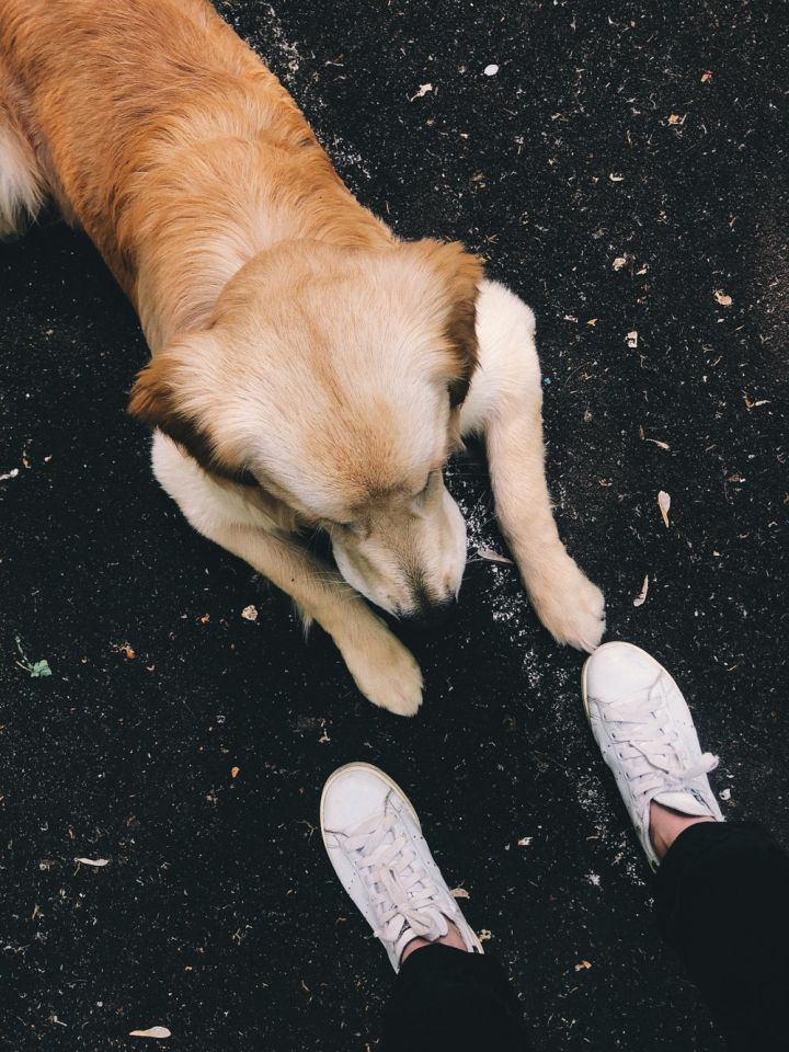 animal,canidae,canine,dog,dog head,domestic animal,footwear,golden retriever,hairy,high angle shot,mammal,pair of shoes,pedigree,person,pet,purebred,sneakers,standing