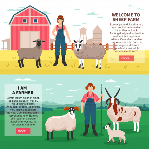 breeding,grazing,barnyard,farmland,pasture,livestock,ecological,ranch,cattle,meadow,mill,countryside,barn,ram,dairy,wool,lamb,windmill,stock,country,outdoor,field,cheese,product,information,farmer,natural,sheep,meat,organic,flat,milk,grass,landscape,farm,banners,animal,family,food