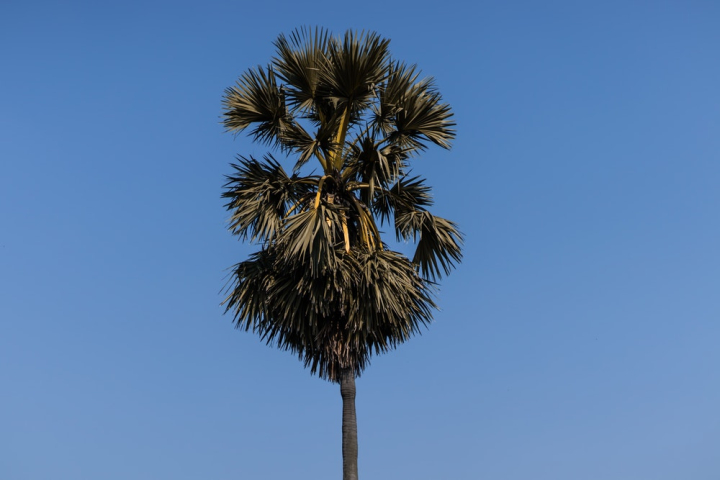 palm tree,sky,tree,tropical