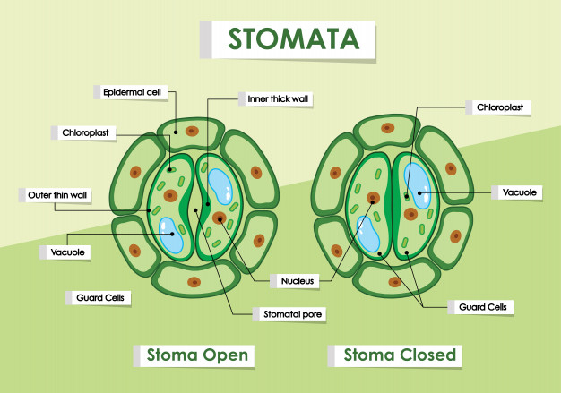 stomata,biological,sciences,scientific,educational,colourful,cell,biology,learn,life,learning,environment,natural,plant,diagram,science,cartoon,nature,education,tree,poster