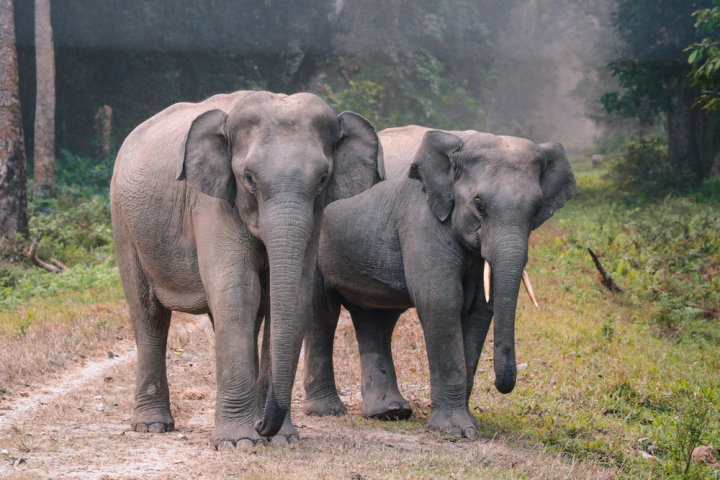 animal,animal photography,big,elephant trunk,elephants,grass field,huge,mammal,outdoors,walking,wildlife,wildlife photography
