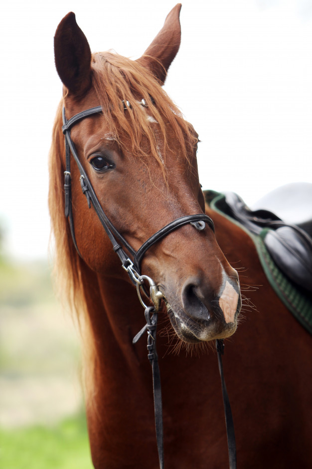 beautiful dark brown horse