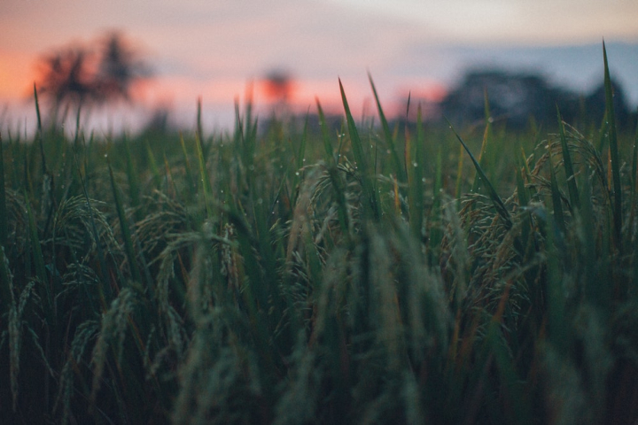 blur,close-up,cropland,crops,depth of field,harvest,paddy field,rice field,rye,selective focus,wheat,wheat field