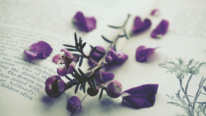 beautiful flowers,blur,blurred background,bright,close-up,colors,flora,flowers,focus,lavender color,lilac,open book,page,petals,purple,purple flowers,violet