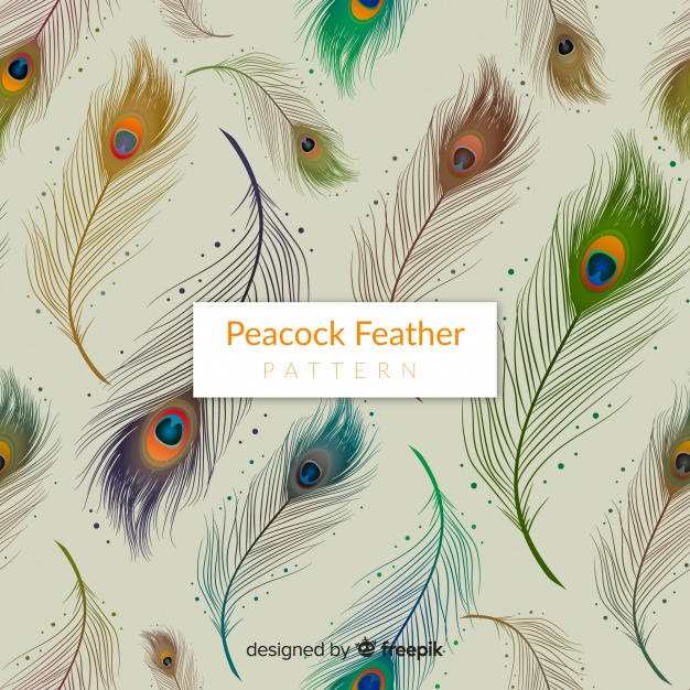 Peacock Feather Stock Illustration - Download Image Now - Peacock