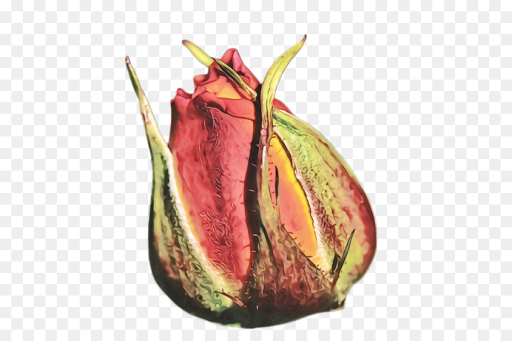 watercolor,paint,wet ink,plant,nepenthes,leaf,flower,tree,carnivorous plant,anthurium,flowering plant,bud,png