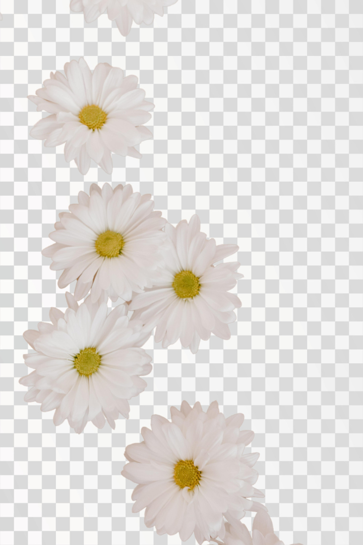 chamomile png,png,flower,white,yellow,flower png,white petals,yellow core,daisy,isolated,camomile,background,single,marguerite,spring,nature,botany,summer,beautiful,springtime,closeup,floral,beauty,garden,color,plant,growth,petal,sunlight,season,herb,chamomile,botanical,blossom,flora,asteraceae,bloom,blooming,clipping path,bright,nobody,lovely,cut out,flowery,daisyflower,leucanthemum,white background,wonderful,medicinal natural,close-up,top view,fresh