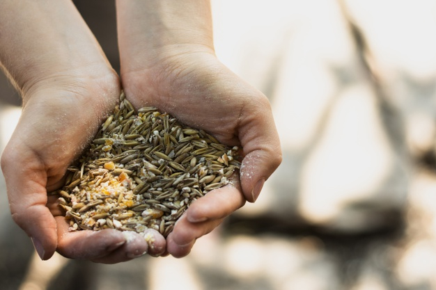 bunch,grains,occupation,horizontal,holding,seeds,cereal,male,fresh,brown,finger,organic,wheat,person,human,hands,man,people
