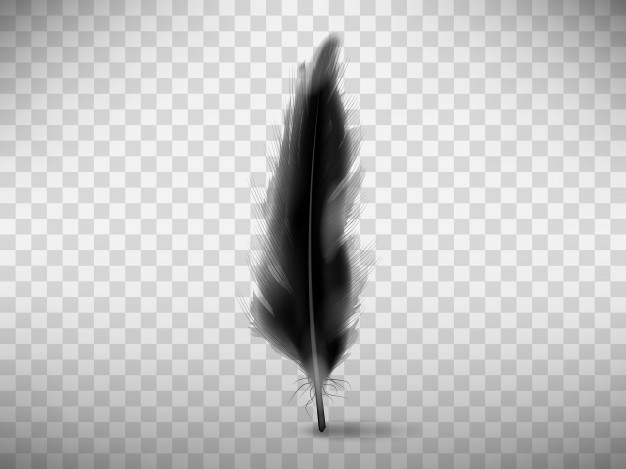 Black feather single Free Stock Photos, Images, and Pictures of