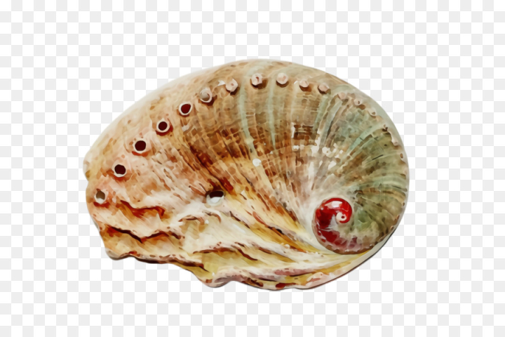 watercolor,paint,wet ink,shell,bivalve,cockle,scallop,conch,clam,sea snail,shellfish,png