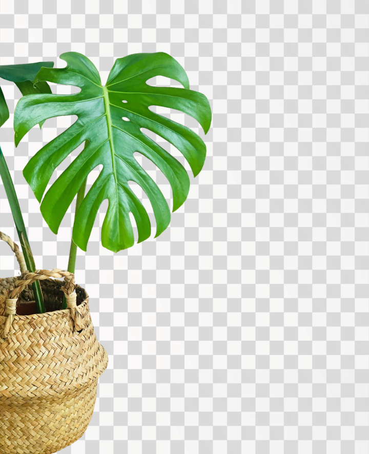 leaf png,monstera,leaf,isolated,plant,tropical,big,white,background,jungle,nature,forest,floral,green,environment,growth,set,young,natural,ecology,botany,foliage,ornamental,evergreen,rainforest,houseplant,branch,vine,decorative,flowering,climber,photosynthesis,liana,philodendron,ivy,clipping,mature,freshness,path,climbing,pinnatifid,pothos,closeup,shiny,png