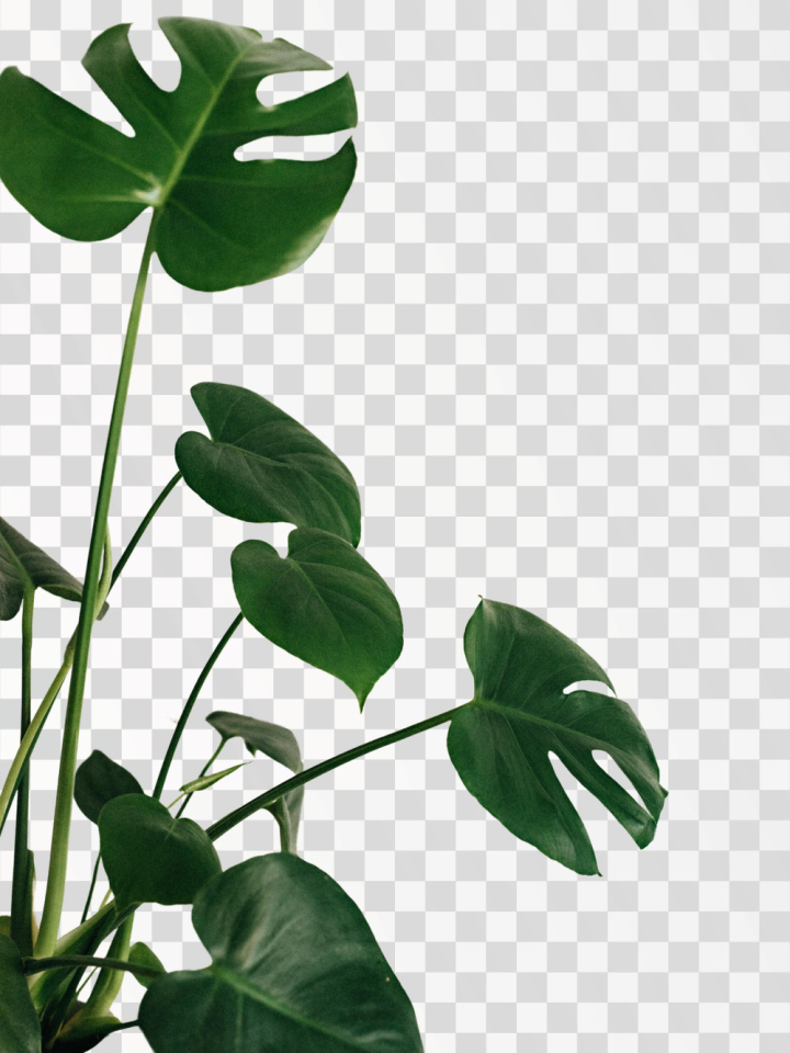 leaf png,monstera,leaf,isolated,plant,tropical,big,white,background,jungle,nature,forest,floral,green,environment,growth,set,young,natural,ecology,botany,foliage,ornamental,evergreen,rainforest,houseplant,branch,vine,decorative,flowering,climber,photosynthesis,liana,philodendron,ivy,clipping,mature,freshness,path,climbing,pinnatifid,pothos,closeup,shiny,png