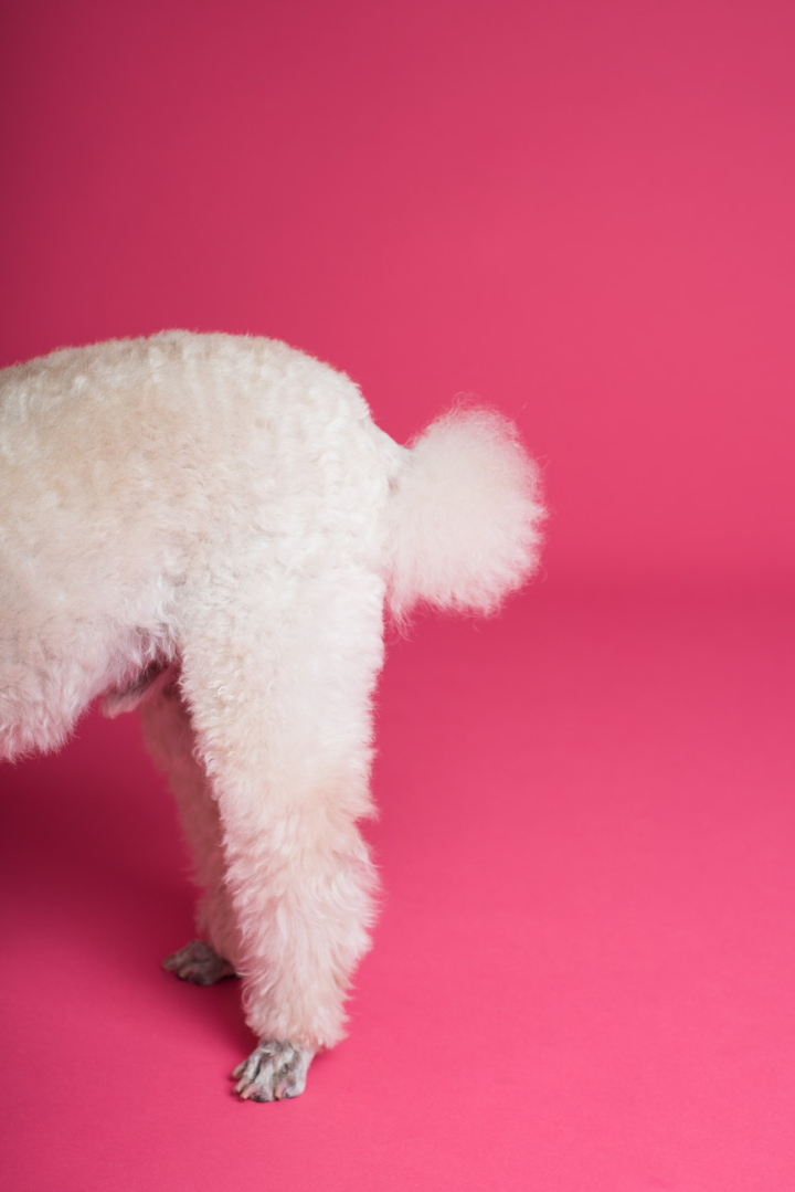 animal,baby,bum,christmas,cute,dog,downy,funny,fur,indoors,little,love,mammal,poodle,portrait,softness,studio,tail,white,winter,young