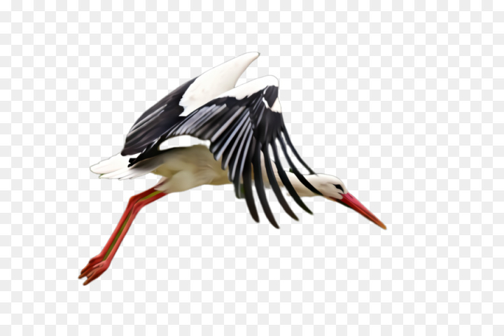 bird,white stork,stork,ciconiiformes,beak,wing,feather,black stork,png
